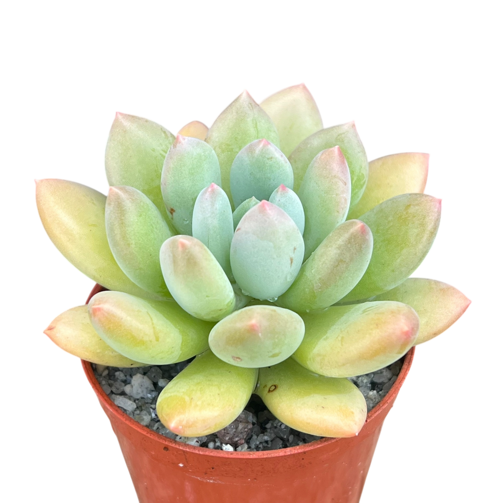 x Pachyveria 'Thunderbird'
