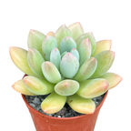 x Pachyveria 'Thunderbird'