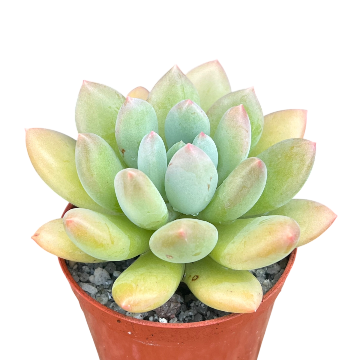 x Pachyveria 'Thunderbird'