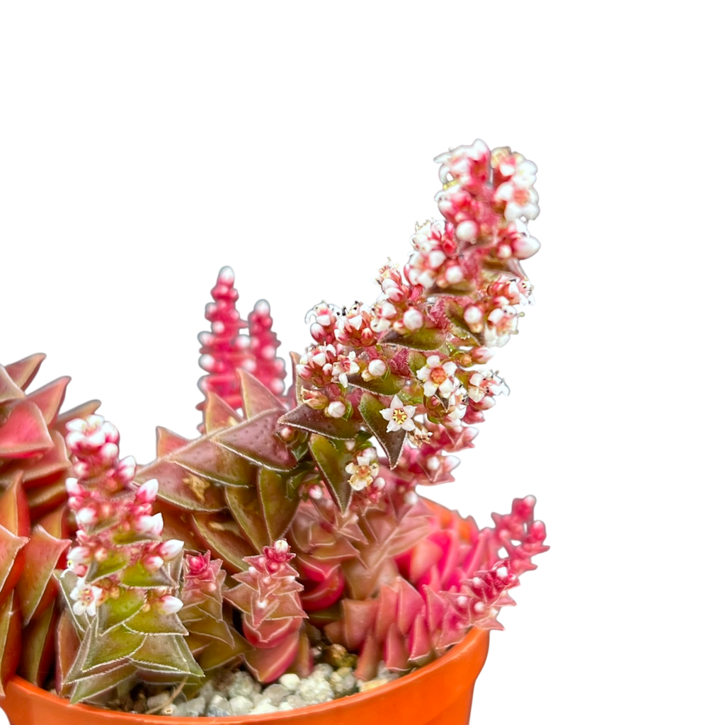 Crassula capitella ssp. thyrsiflora variegata