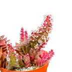 Crassula capitella ssp. thyrsiflora variegata