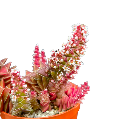 Crassula capitella ssp. thyrsiflora variegata