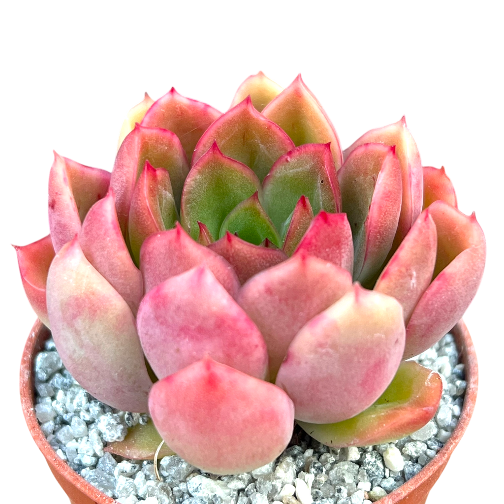 Echeveria pertela