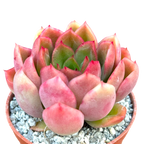 Echeveria pertela