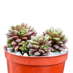 x Cremnosedum 'Little Gem'