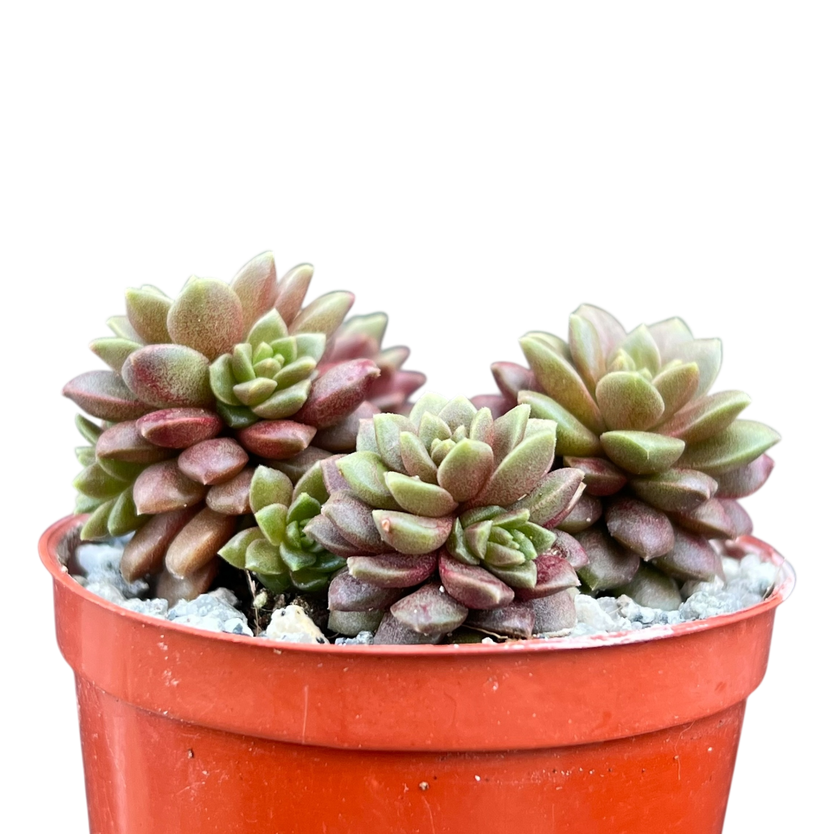 x Cremnosedum 'Little Gem'