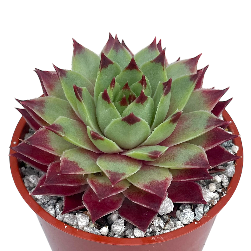 Sempervivum calcareum