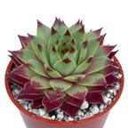Sempervivum calcareum