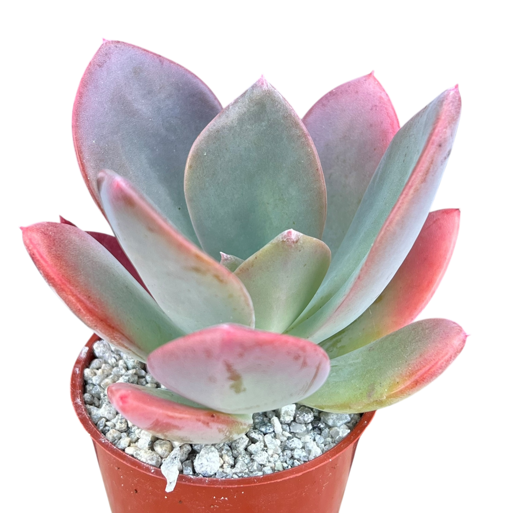 x Pachyveria 'Empress'