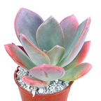 x Pachyveria 'Empress'