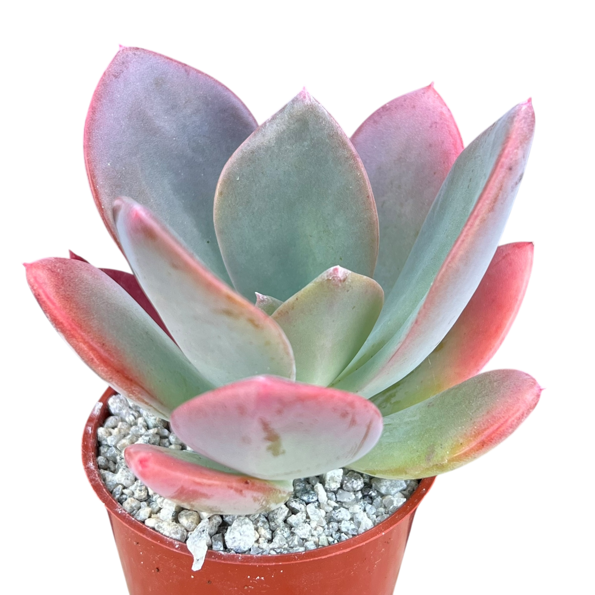 x Pachyveria 'Empress'