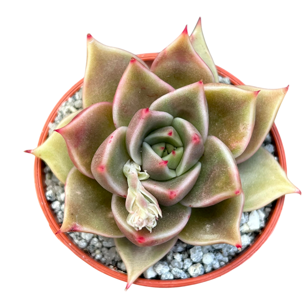 Echeveria 'Crystal Rose'