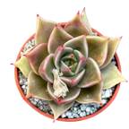 Echeveria 'Crystal Rose'