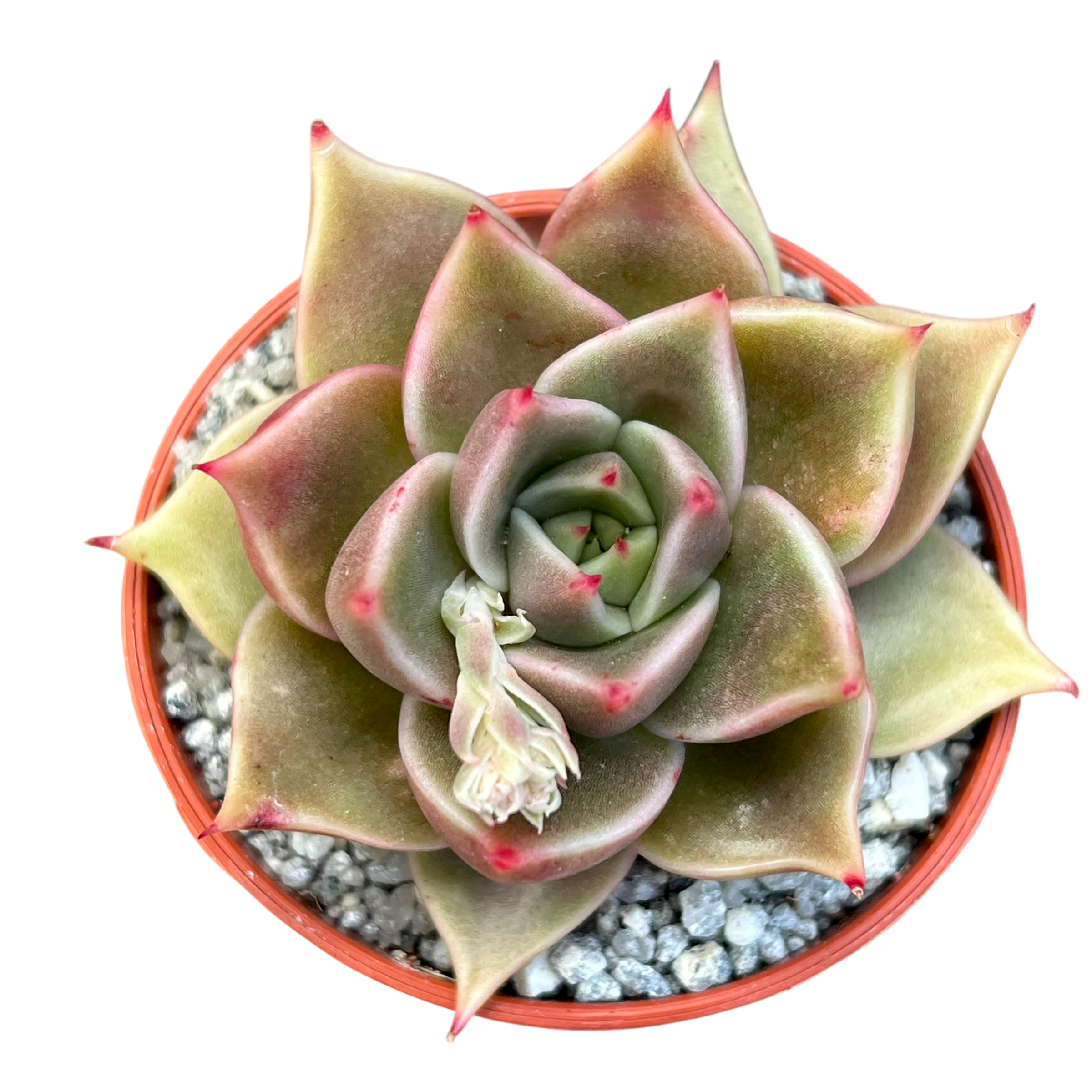 Echeveria 'Crystal Rose'