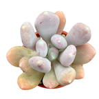 Pachyphytum glutinicaule