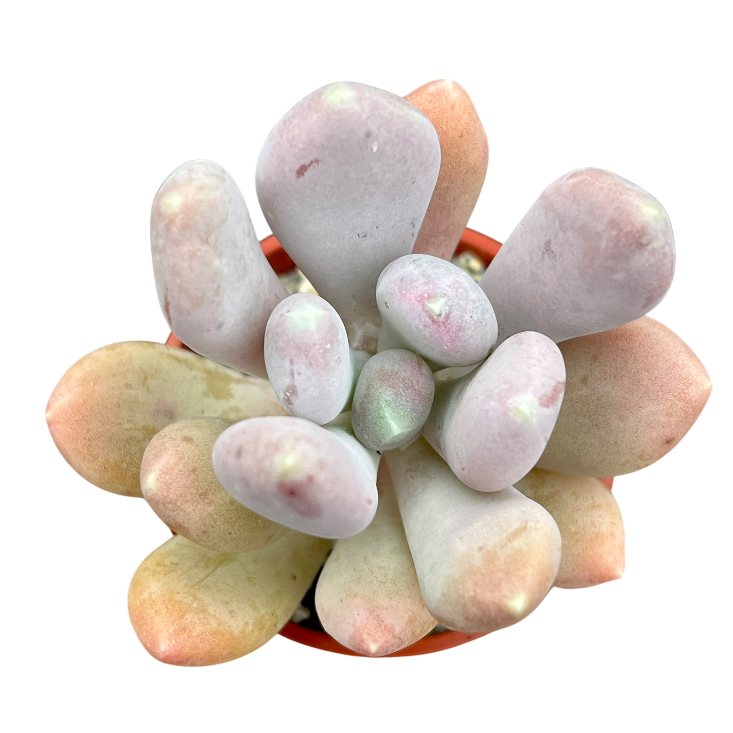 Pachyphytum glutinicaule
