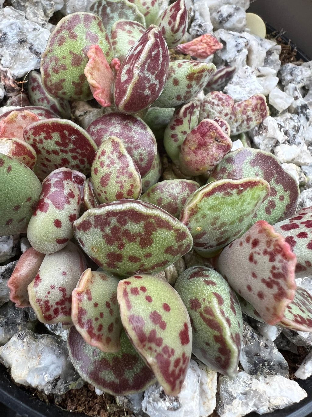 Adromischus cooperi Plover Eggs Plant with green leaves mottled in deep red and burgundy spots, growing on white rocky soil.