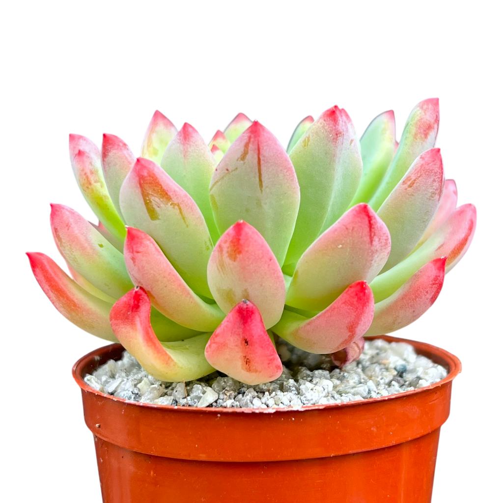 x Sedeveria 'Blue Elf'