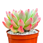 x Sedeveria 'Blue Elf'