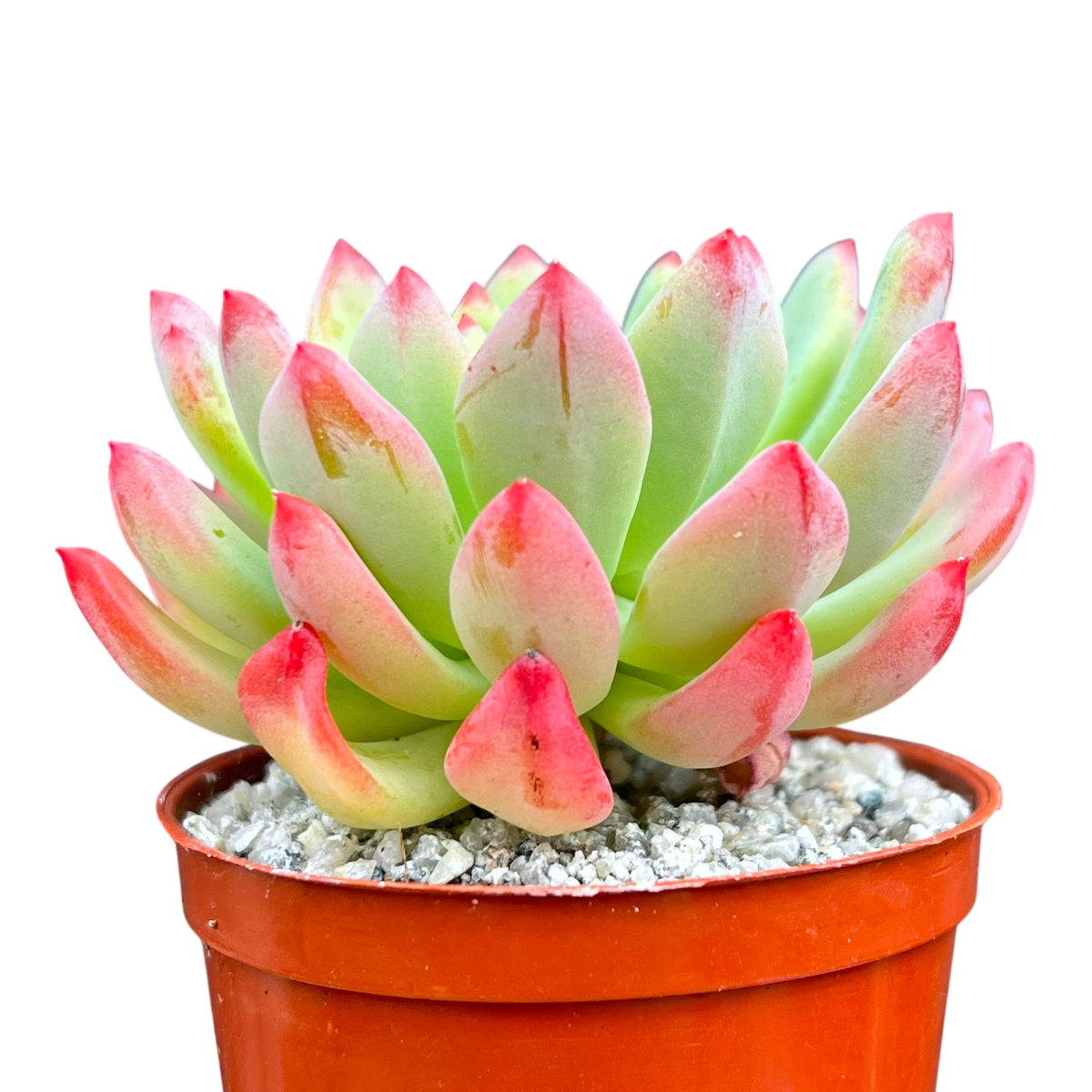 x Sedeveria 'Blue Elf'
