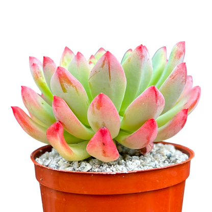 x Sedeveria 'Blue Elf'