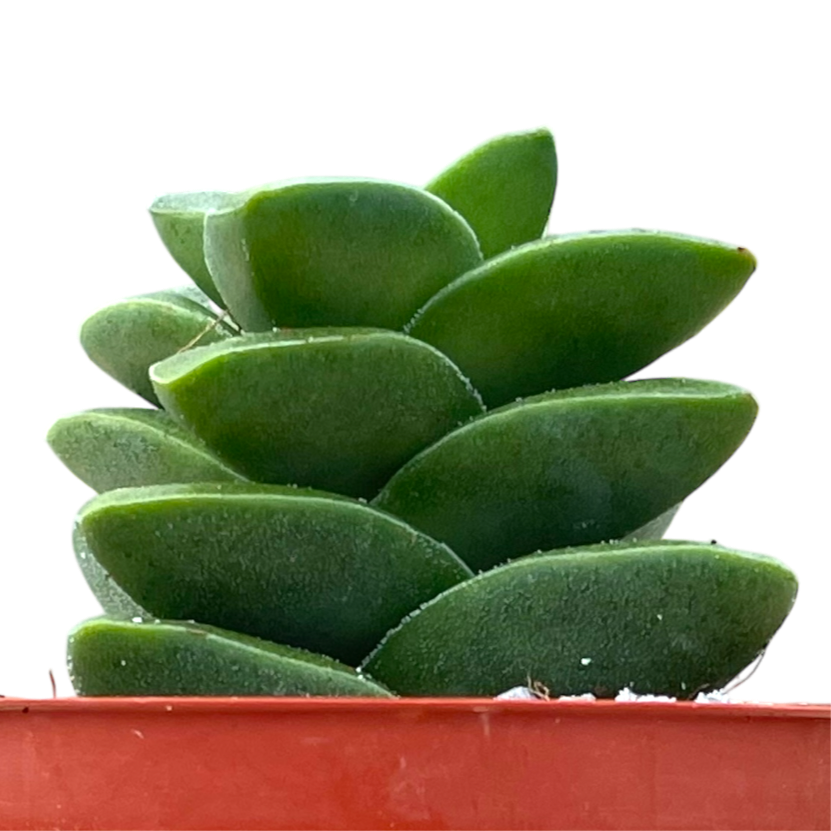 Crassula 'Springtime'