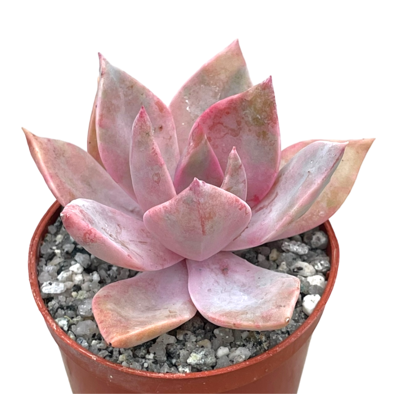 x Graptoveria 'Pearl Dazzler'