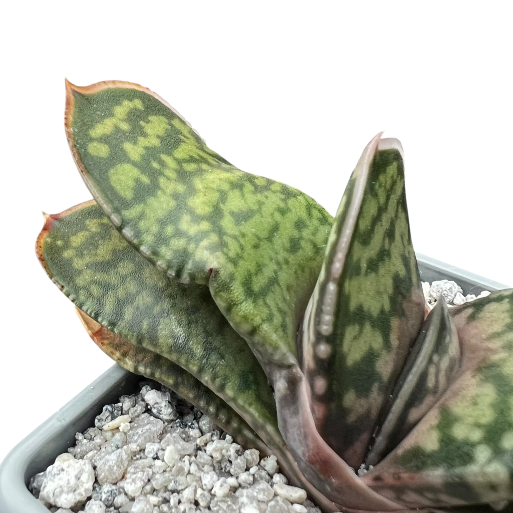 Gasteria vlokii