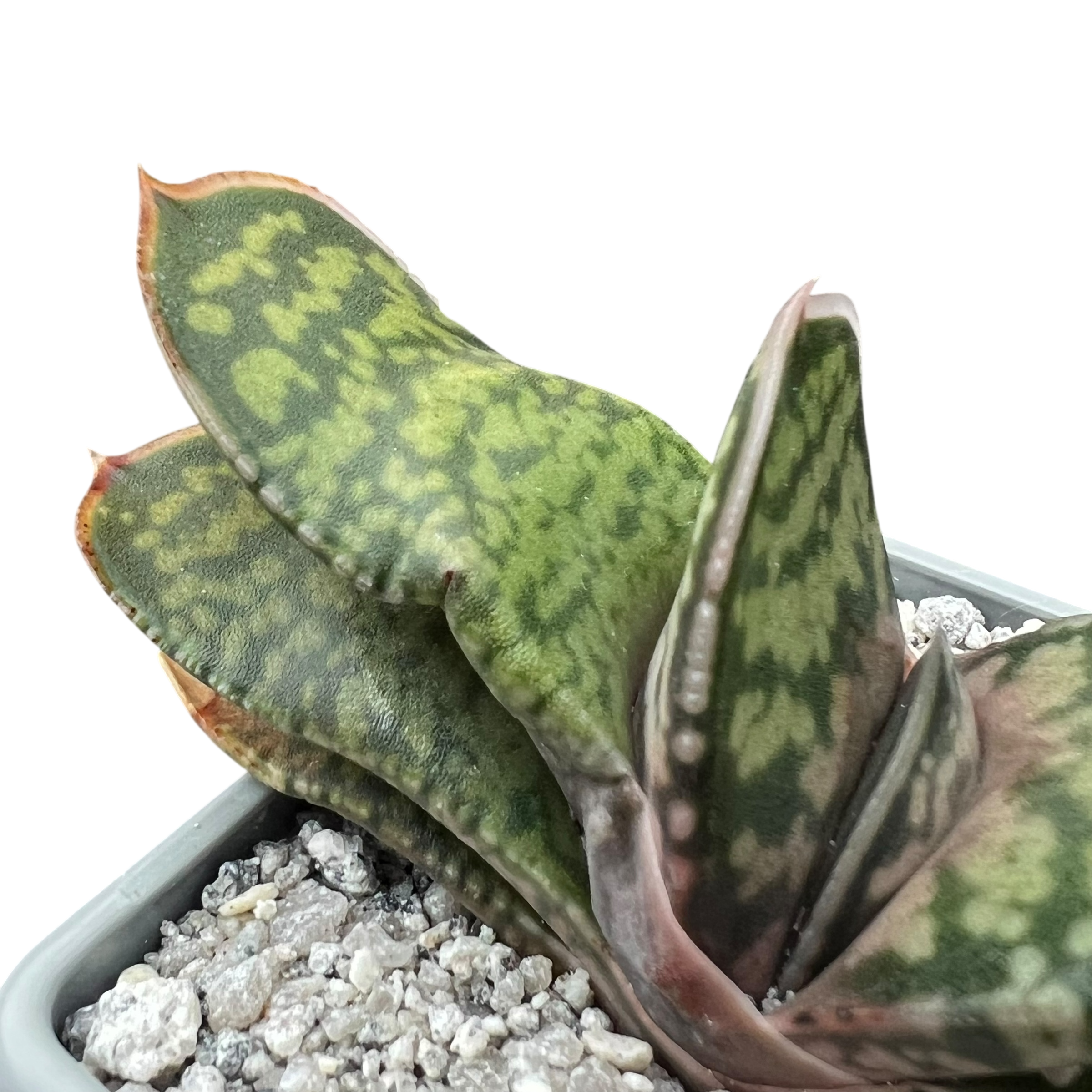 Gasteria vlokii