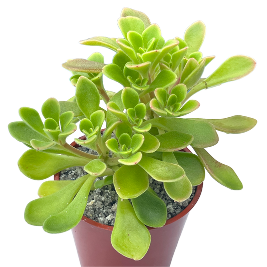 Aichryson aizoides