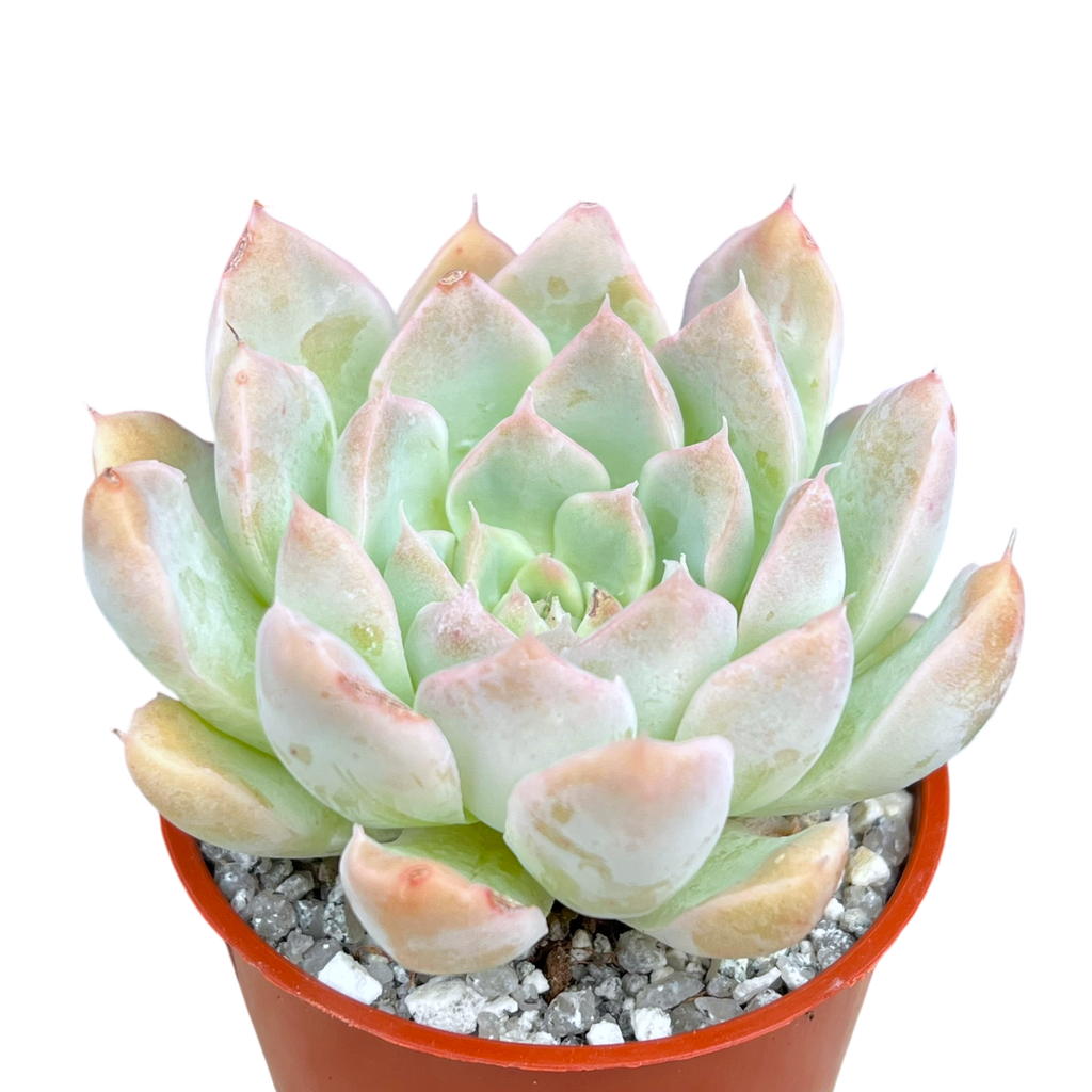 Echeveria sanchez-mejoradae