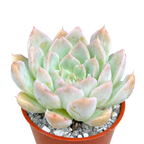 Echeveria sanchez-mejoradae