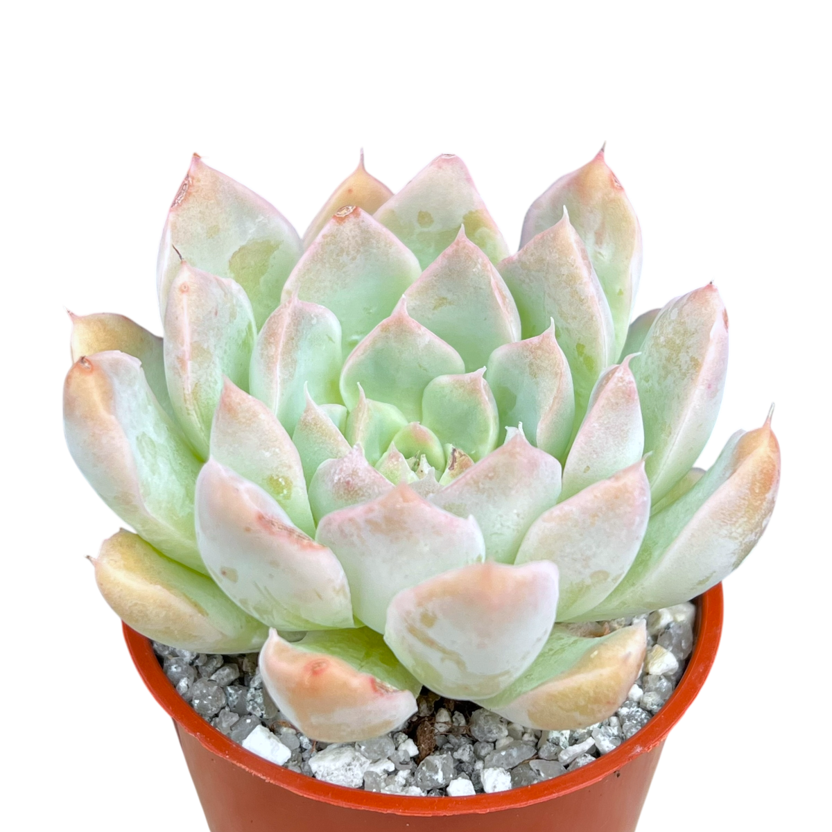 Echeveria sanchez-mejoradae