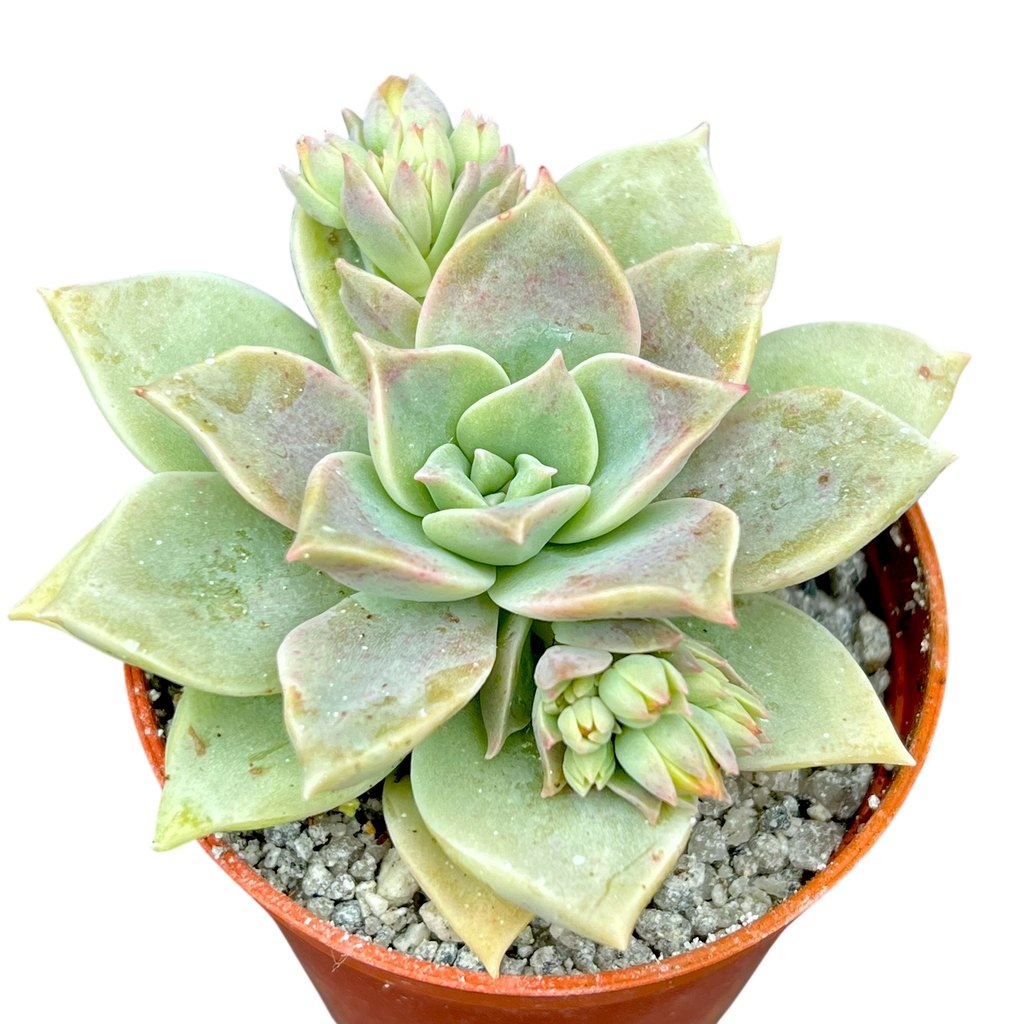 x Graptoveria 'Pistachio'