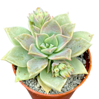 x Graptoveria 'Pistachio'