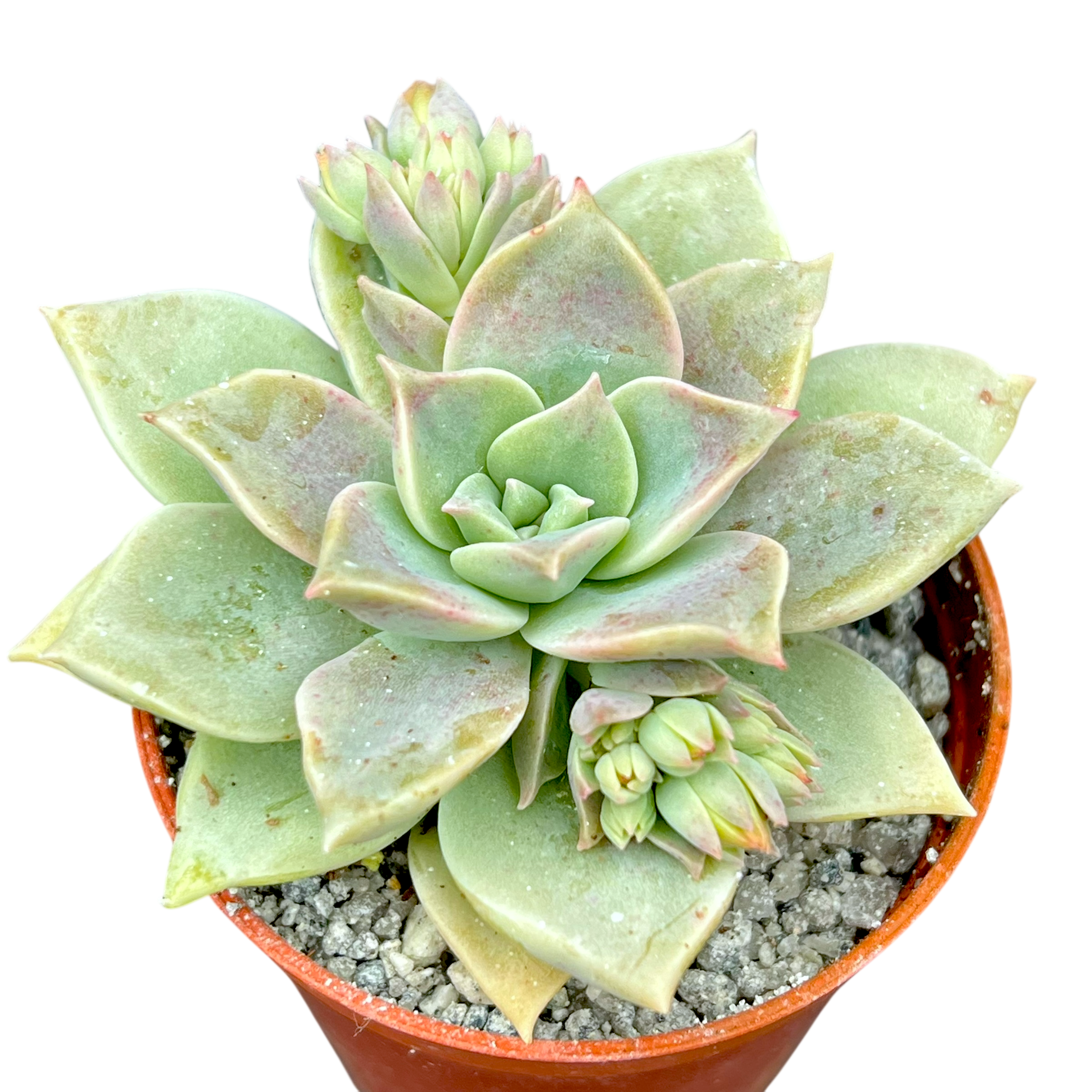 x Graptoveria 'Pistachio'