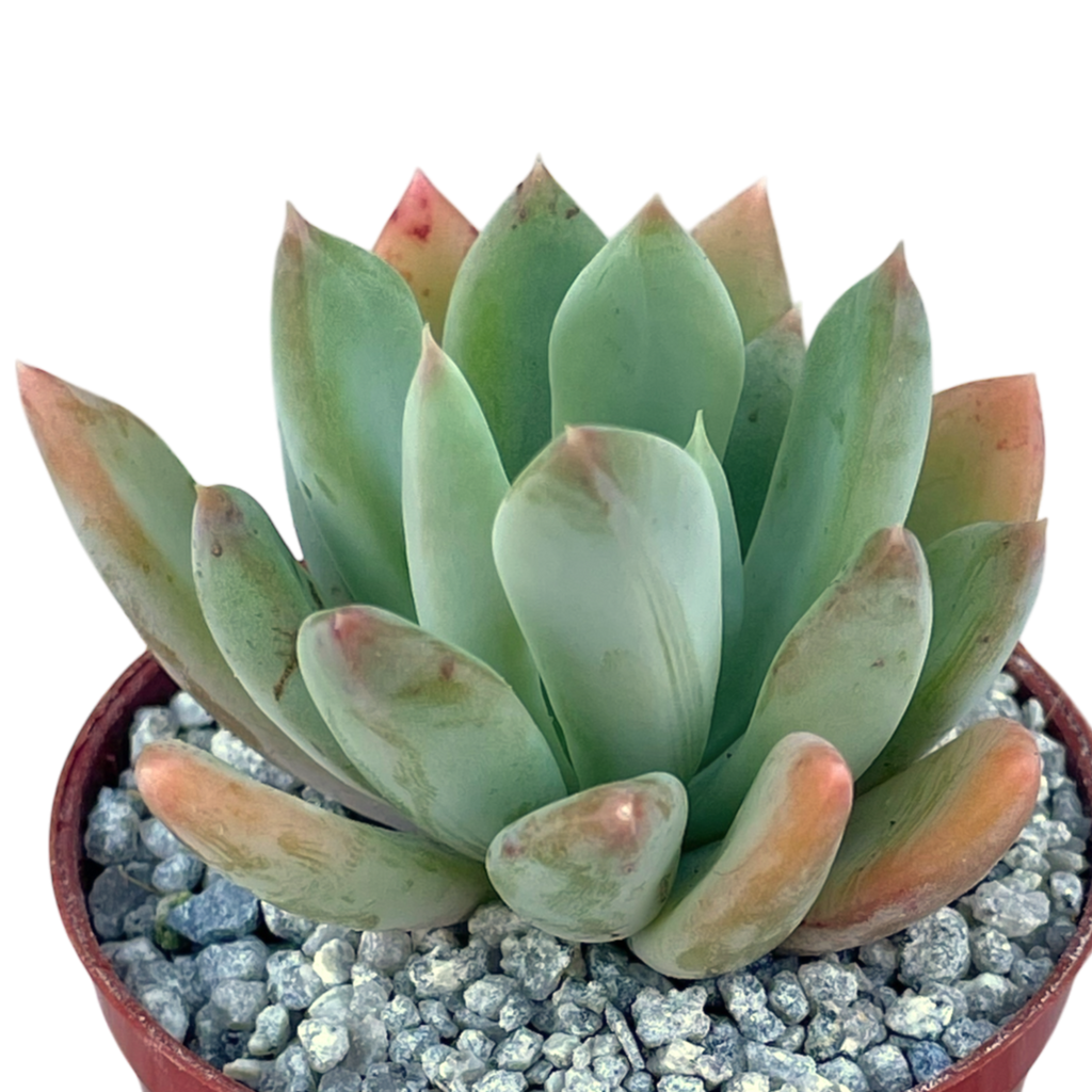Echeveria 'Apollo'