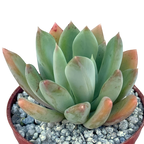 Echeveria 'Apollo'