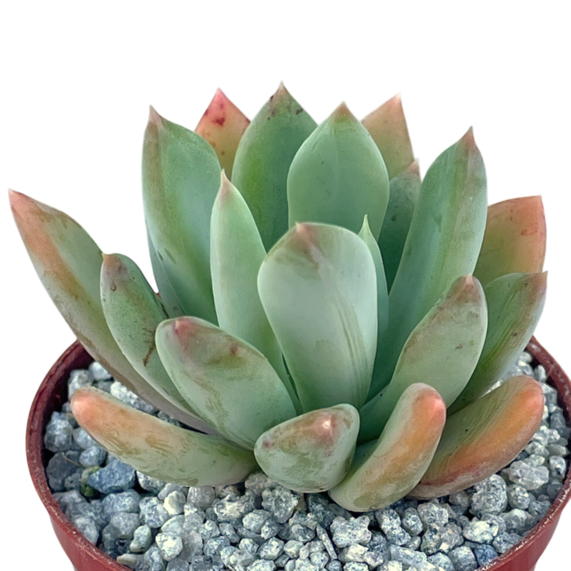 Echeveria 'Apollo'