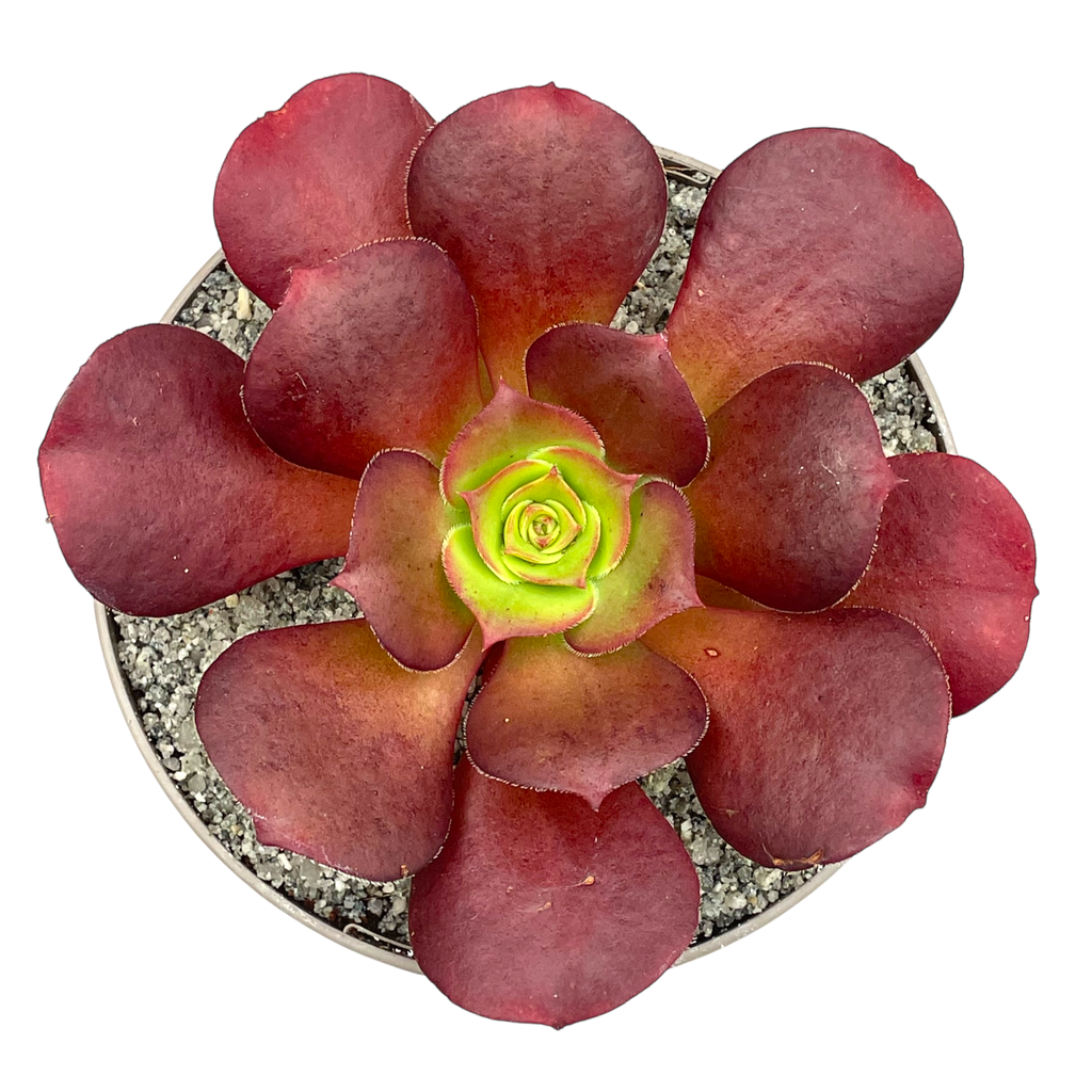 x Semponium 'Darwin'