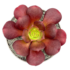 x Semponium 'Darwin'