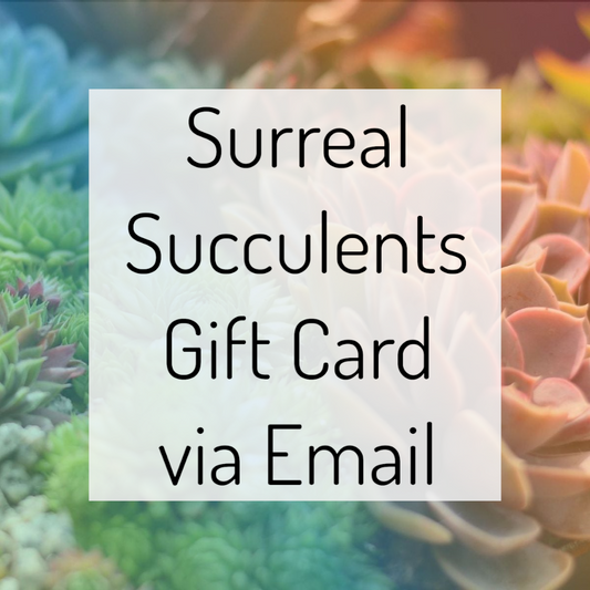 Surreal Succulents Gift Card via Email