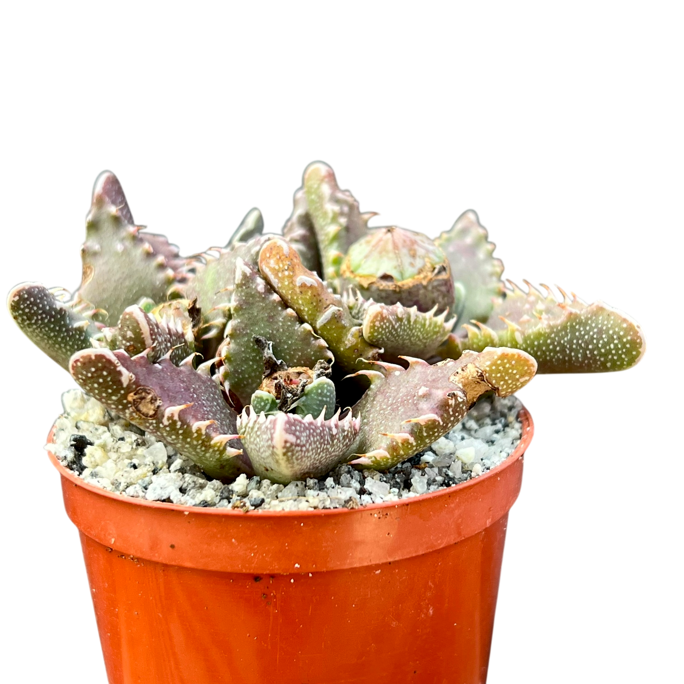 ロウルサンコさんラベル付き☆多肉植物 フォーカリア ライオンキング フォーカリア・ツベルクローサ – Surreal Succulents