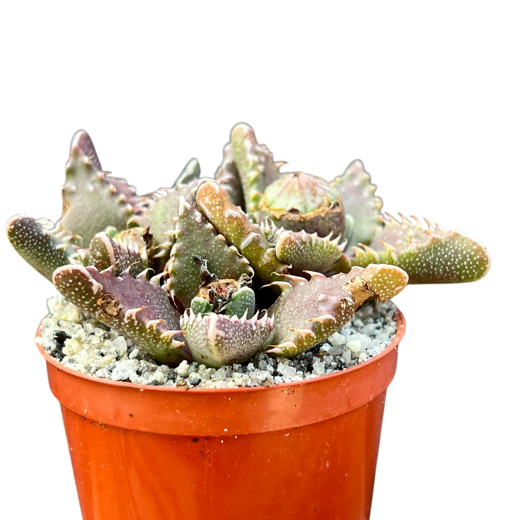 Faucaria tuberculosa