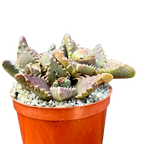 Faucaria tuberculosa