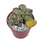Adromischus cooperi | Plover Eggs Plant