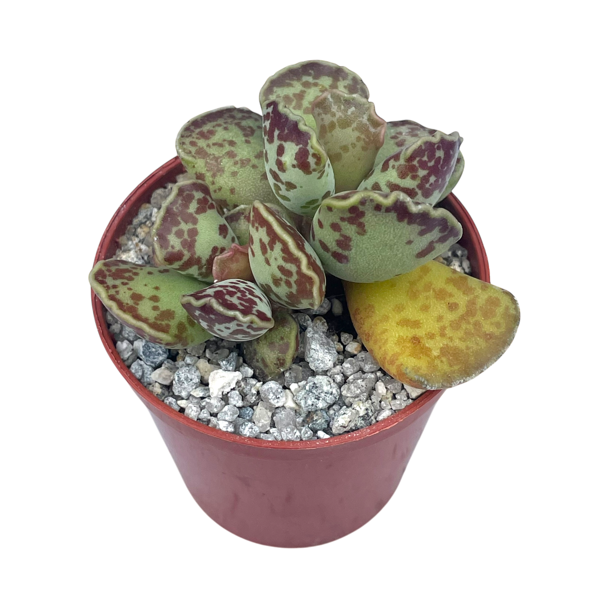 Adromischus cooperi | Plover Eggs Plant