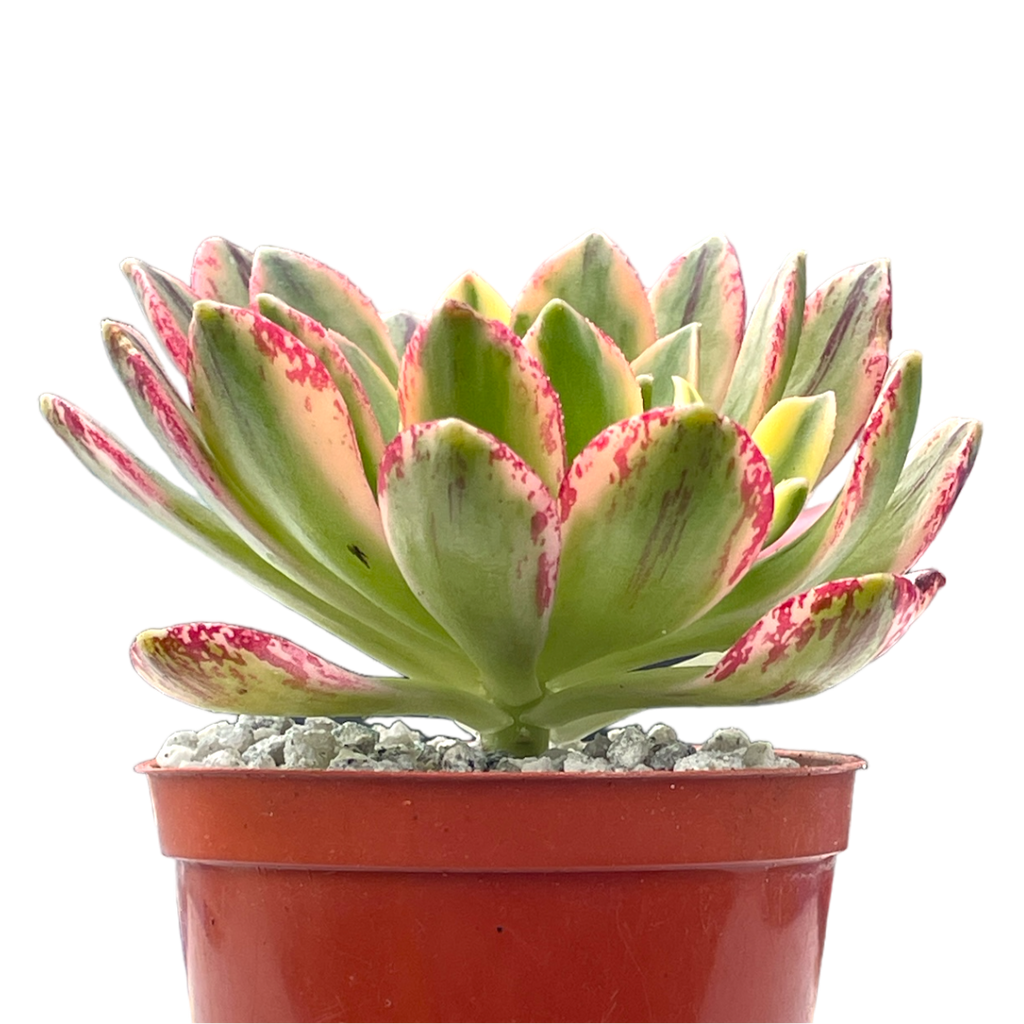 Aeonium 'Green Tea’