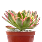 Aeonium 'Green Tea’