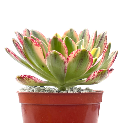 Aeonium 'Green Tea'